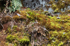 Cryptogramma sitchensis