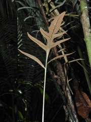 Bolbitis semipinnatifida