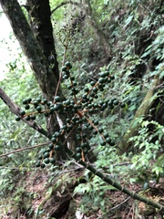 Chamaedorea oblongata