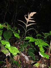 Bolbitis semipinnatifida