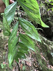 Chamaedorea oblongata