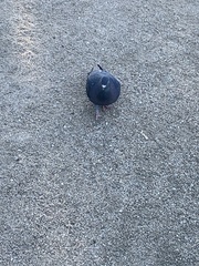 Columba livia domestica