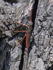 Xeris indecisus