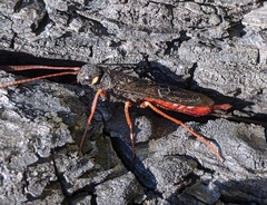 Xeris indecisus