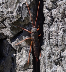 Xeris indecisus