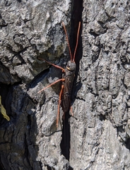 Xeris indecisus