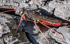 Xeris indecisus