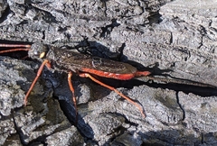 Xeris indecisus