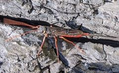 Xeris indecisus
