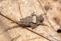 Tetrix subulata