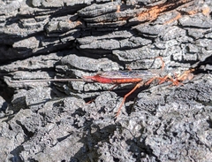 Xeris indecisus