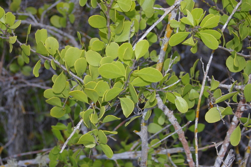 Image of Maytenus octogona by no rights reserved