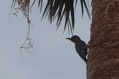 Melanerpes uropygialis