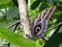 Caligo telamonius memnon