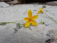 Bidens brandegeei