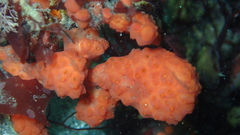 Metandrocarpa dura