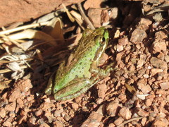 Pseudacris hypochondriaca