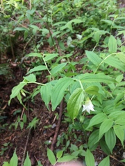 Prosartes hookeri