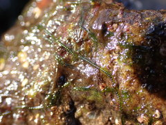 Urospora wormskioldii
