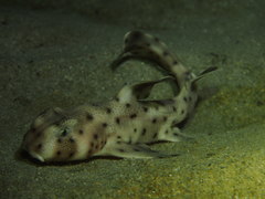 Horn Shark photo 5