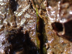 Urospora wormskioldii