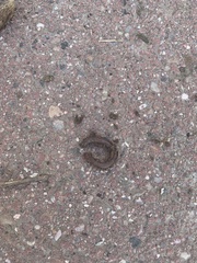 Lumbricus terrestris