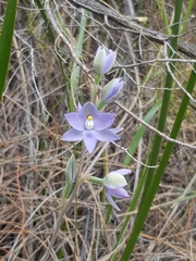 Thelymitra petrophila
