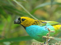 Tangara cyanoventris