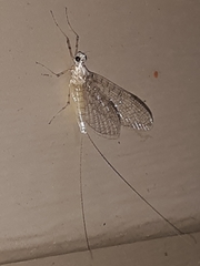 Maccaffertium mediopunctatum