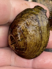 Pleurobema oviforme