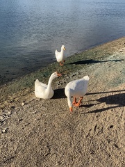 Anser cygnoides domesticus