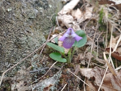 Viola fimbriatula