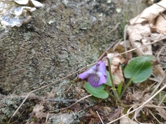 Viola fimbriatula