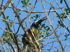 Pteroglossus aracari