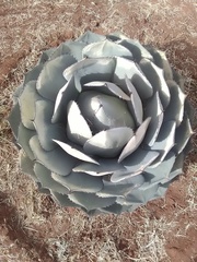 Agave parryi