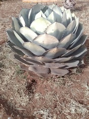 Agave parryi