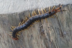 Scolopendra angulata