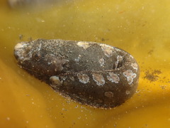 Liparis cyclopus