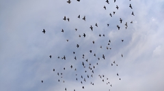 Columba livia domestica