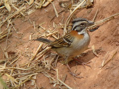 Zonotrichia capensis