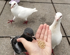 Columba livia domestica