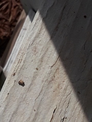 Pogonognathellus longicornis