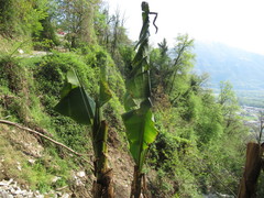 Musa basjoo