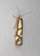 Palimmeces poecilella