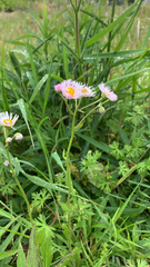 Erigeron philadelphicus