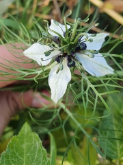 Nigella sativa
