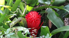 Billbergia pyramidalis