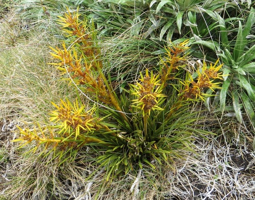 Aciphylla hectori