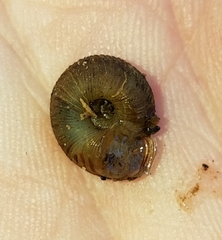 Anguispira strongylodes