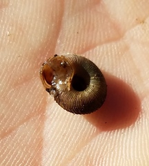 Anguispira strongylodes